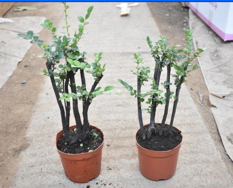 小叶紫檀盆景苗正宗清香胡椒木室内驱蚊盆栽植物好养花卉四季