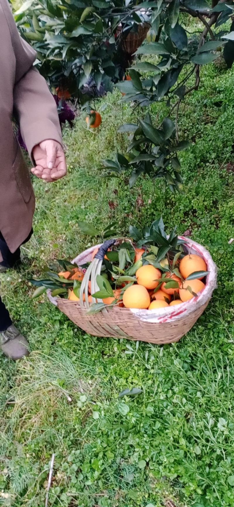 纽荷尔脐橙长虹脐橙二级果产地合作社直供诚信经营