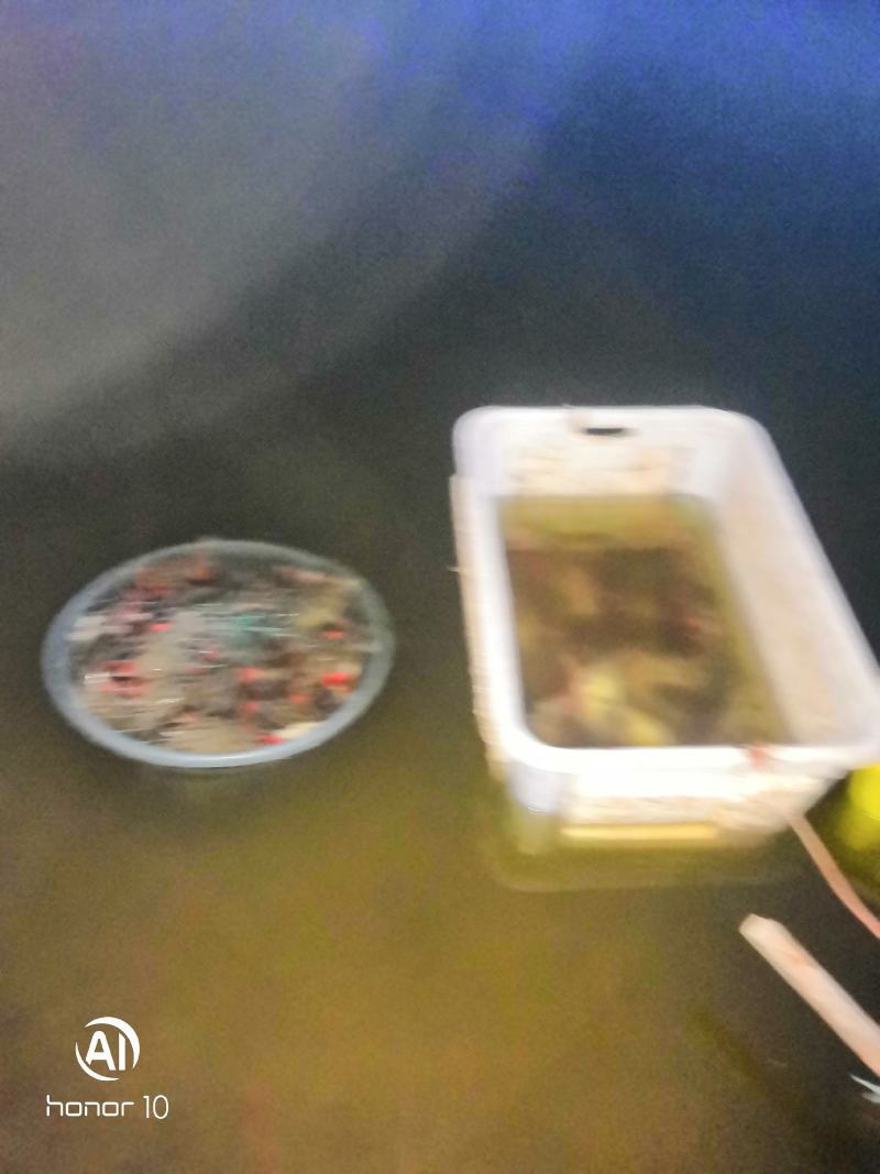 精品棱子蟹带黄率高基地一手货源全国发货3-7两