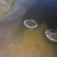 精品棱子蟹带黄率高基地一手货源全国发货3-7两