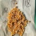 玉米新疆伊犁一手货源