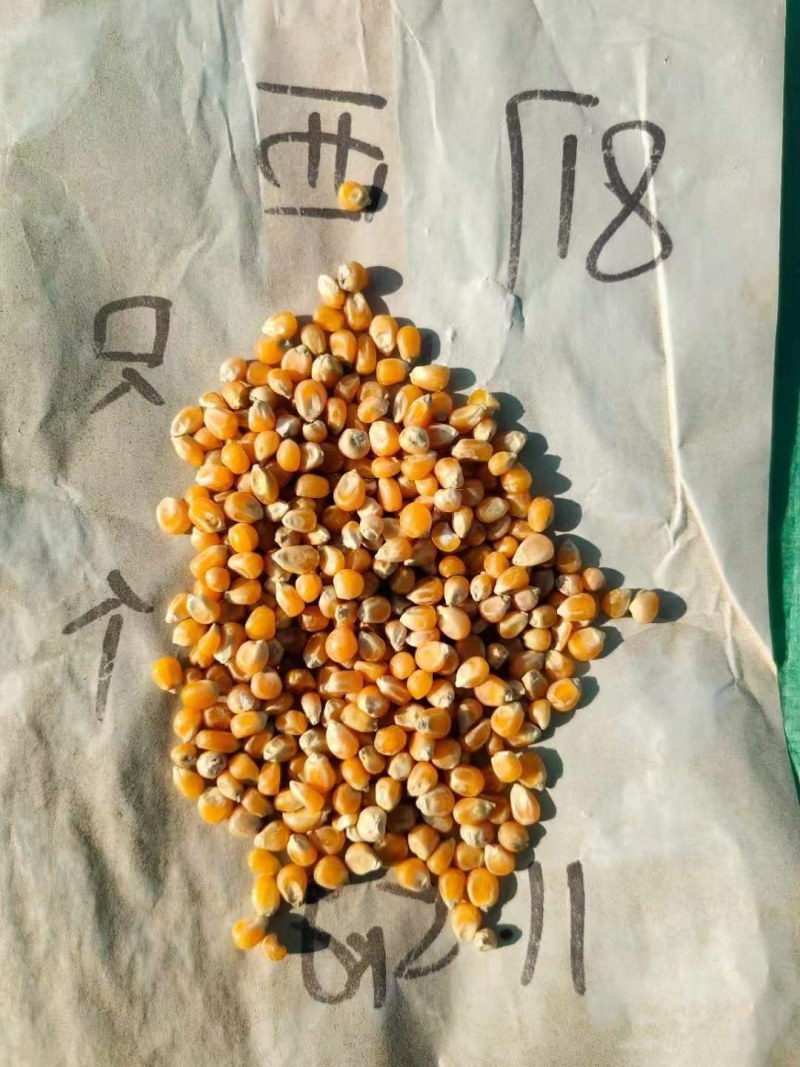 玉米新疆伊犁一手货源