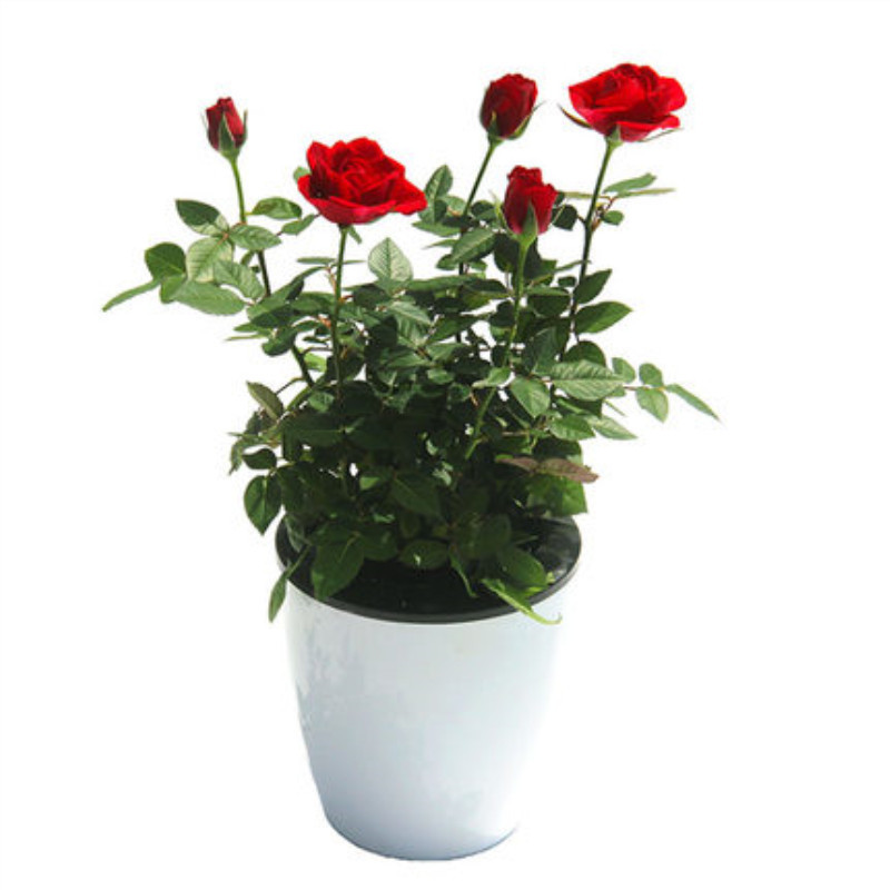 迷你小玫瑰花苗盆栽带花苞好养室内花卉植物四季开花不断微型