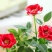 迷你小玫瑰花苗盆栽带花苞好养室内花卉植物四季开花不断微型