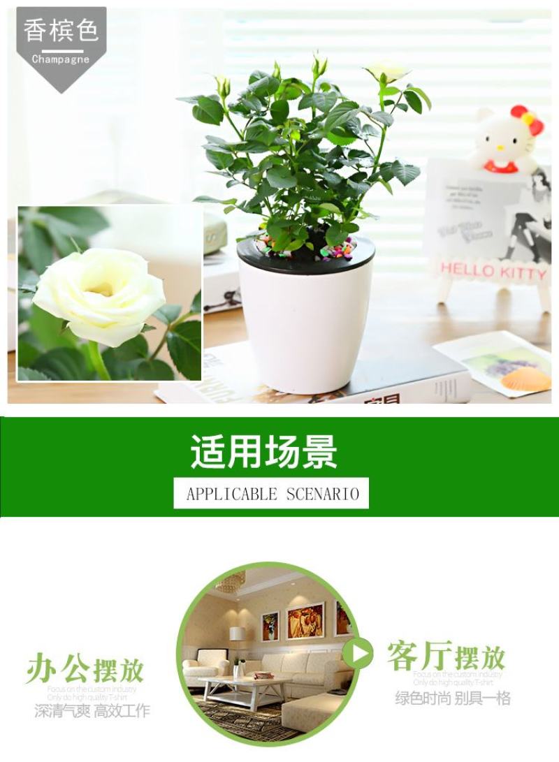 迷你小玫瑰花苗盆栽带花苞好养室内花卉植物四季开花不断微型