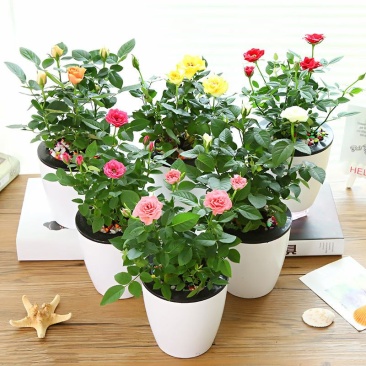迷你小玫瑰花苗盆栽带花苞好养室内花卉植物四季开花不断微型