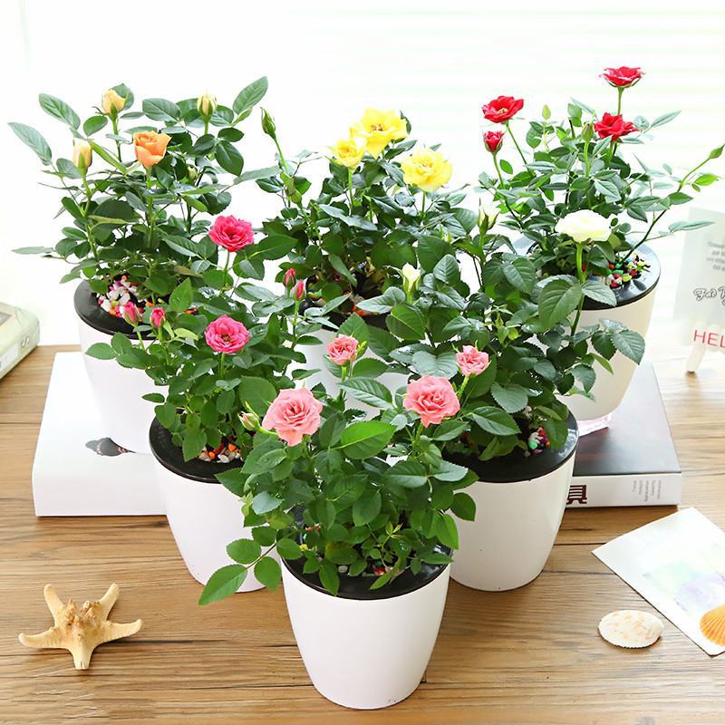 迷你小玫瑰花苗盆栽带花苞好养室内花卉植物四季开花不断微型