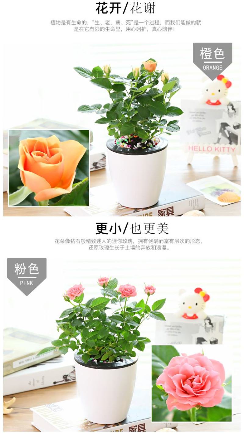 迷你小玫瑰花苗盆栽带花苞好养室内花卉植物四季开花不断微型
