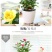 迷你小玫瑰花苗盆栽带花苞好养室内花卉植物四季开花不断微型