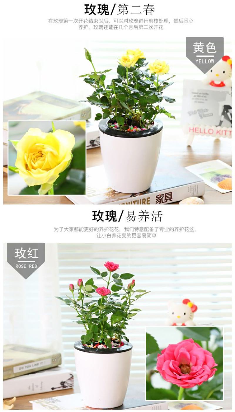 迷你小玫瑰花苗盆栽带花苞好养室内花卉植物四季开花不断微型
