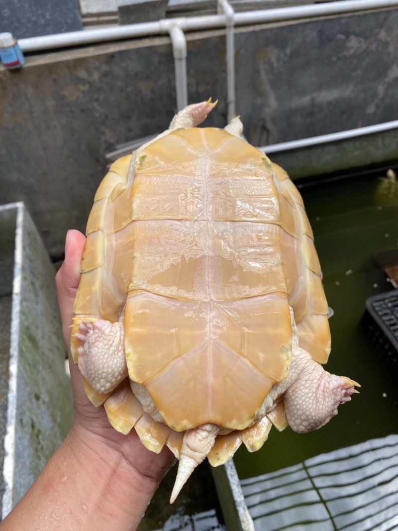 变异巴西龟种龟的午后，享受阳光浴的样子美极了，小龟也有喔