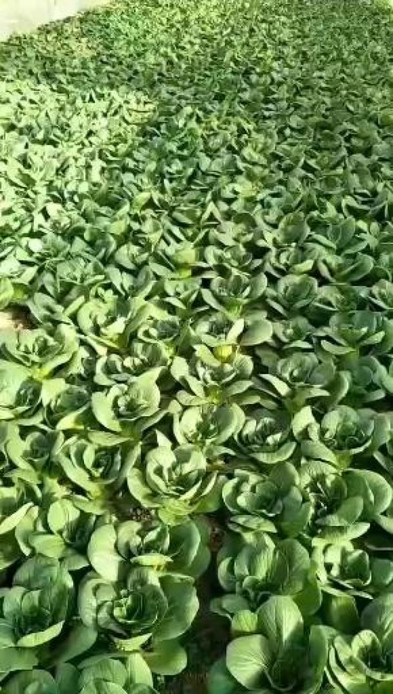 云南上海青常年供货全国批发质量新鲜保证