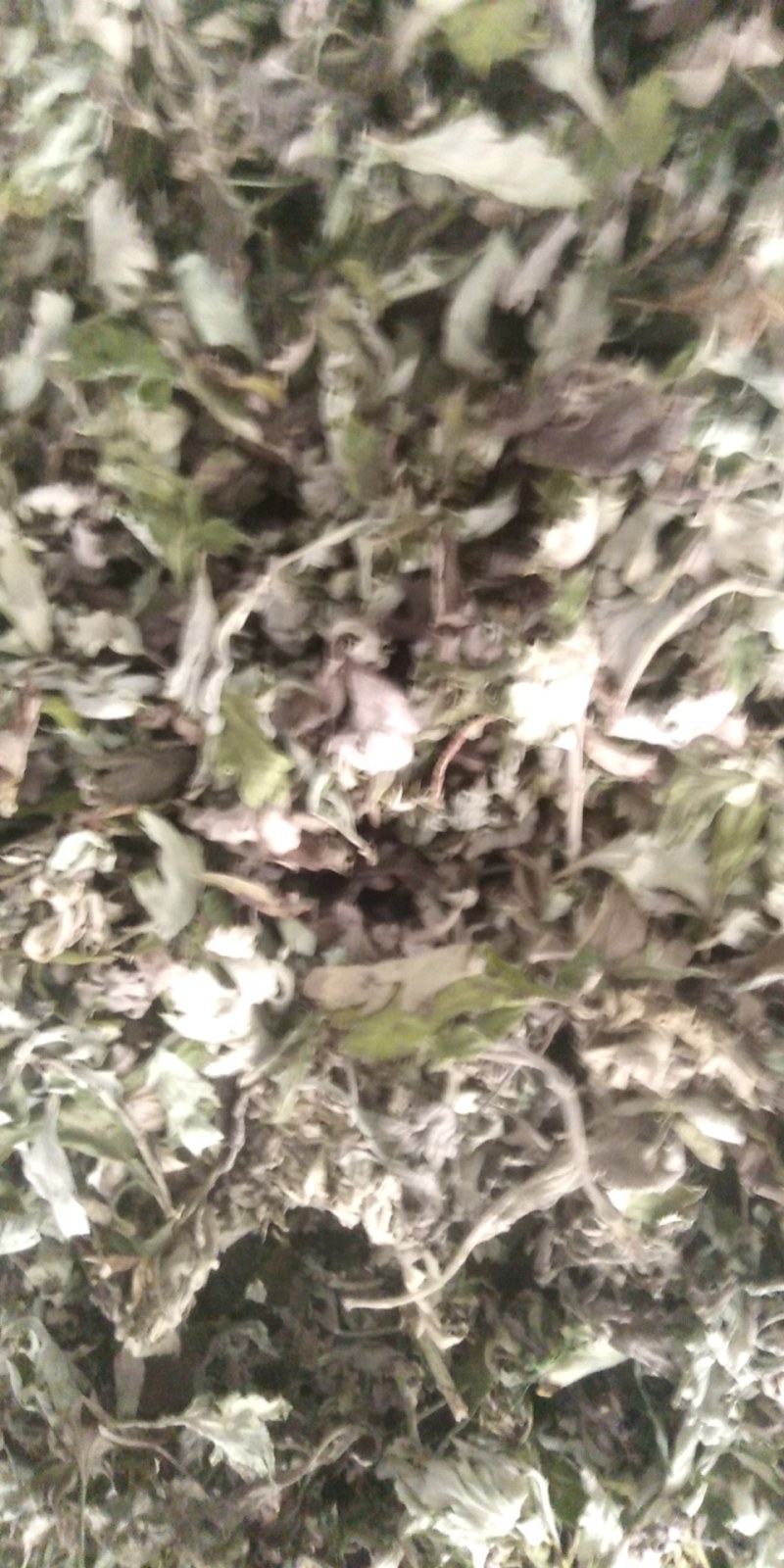 3年野生陈艾叶端午节，泡水冼高含量。有手选，保证质量长期