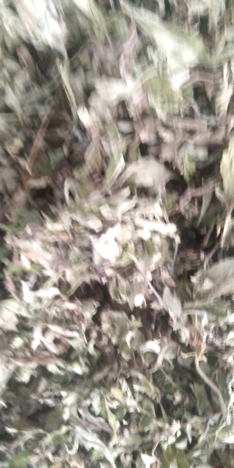 3年野生陈艾叶端午节，泡水冼高含量。有手选，保证质量长期