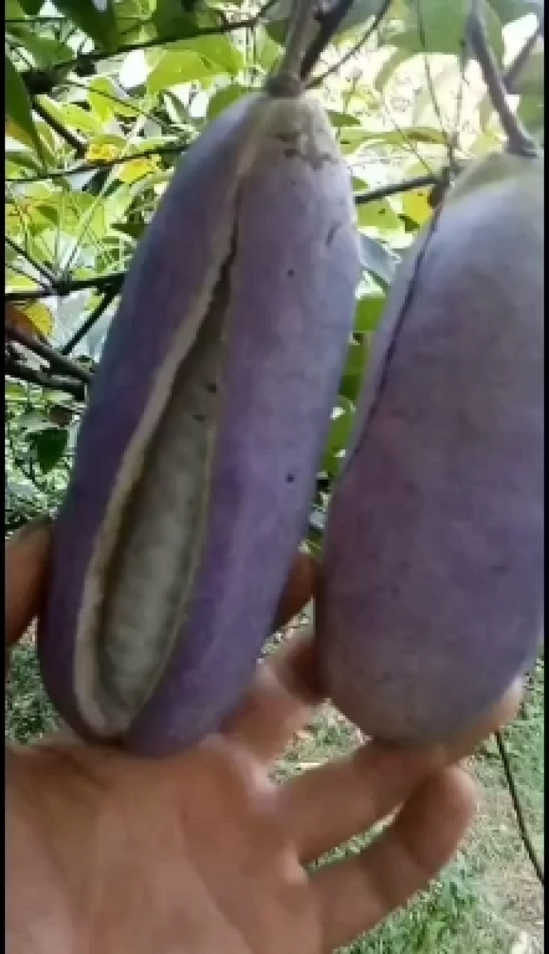 包回收，八月瓜苗子紫果四代苗包存活率，死苗免费补发，
