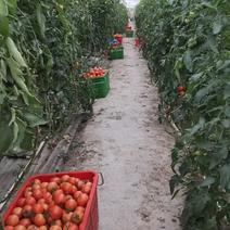大棚无土栽培番茄，西红柿粉果