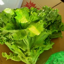 精品蔬菜新鲜蔬菜供货中