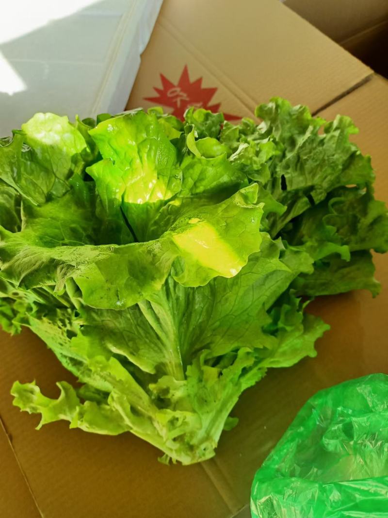 精品蔬菜新鲜蔬菜供货中