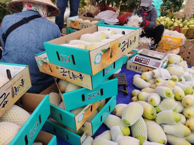 海南三亚金煌芒特大果特产热带10斤芒果顺丰包邮一件代发