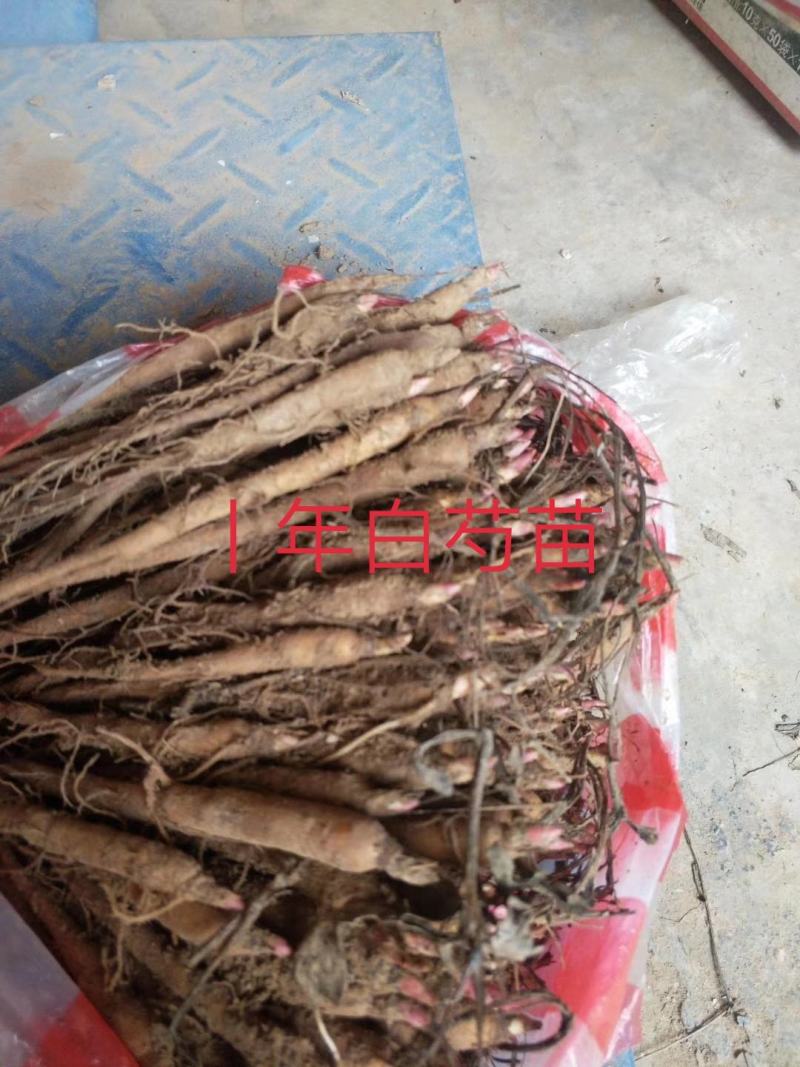 大量供应一年二年生白芍苗