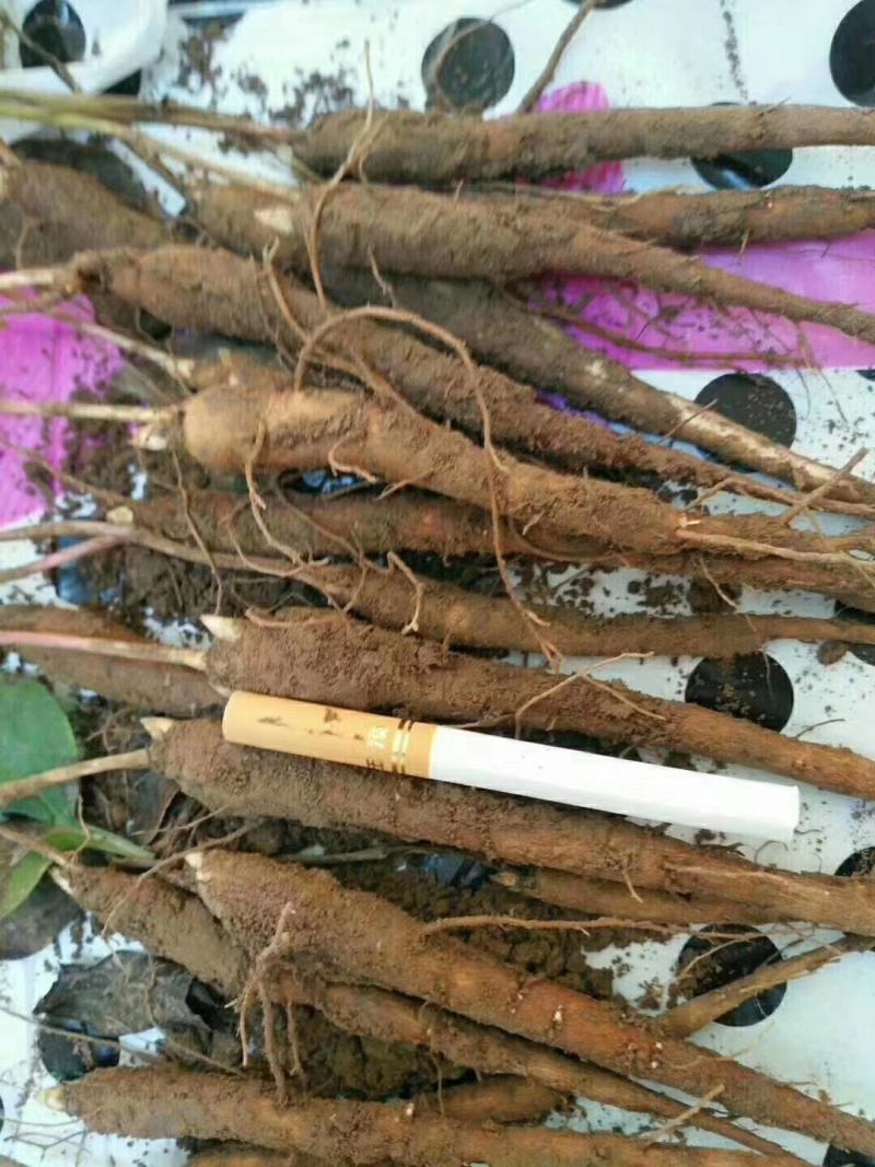 大量供应一年二年生白芍苗