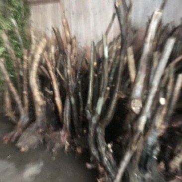 映山红精品国旗树装大量有货欢迎询价湖北恩施