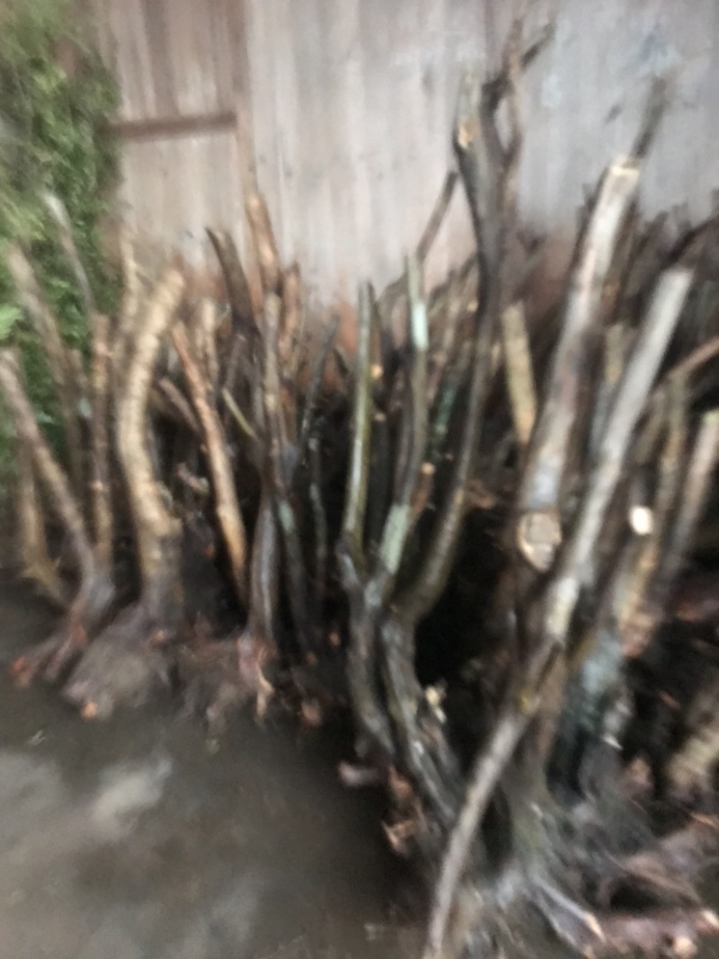 映山红精品国旗树装大量有货欢迎询价湖北恩施