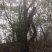 映山红精品国旗树装大量有货欢迎询价湖北恩施