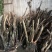 映山红精品国旗树装大量有货欢迎询价湖北恩施
