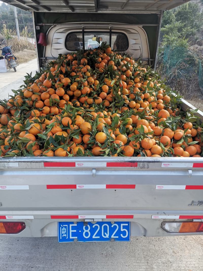 福建漳州焦柑（桶柑，年桔）可视频看货，支持线上保障交易