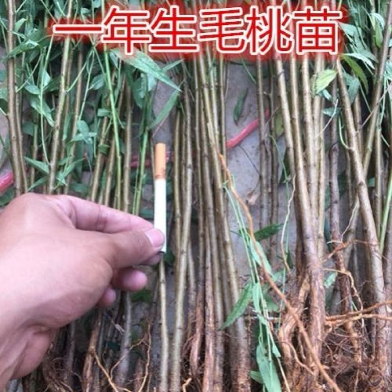 桃树苗毛桃树苗桃树砧木嫁接用苗占地苗毛桃实生