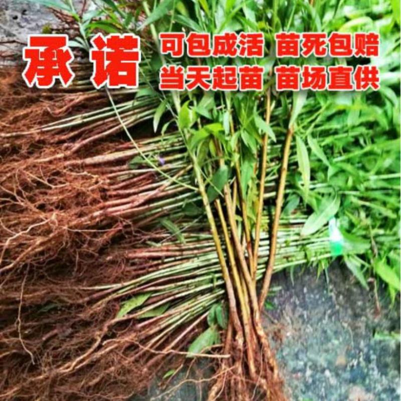 桃树苗毛桃树苗桃树砧木嫁接用苗占地苗毛桃实生