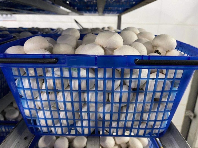 工厂蘑菇特价厂家直销