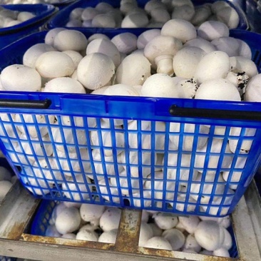 工厂蘑菇特价厂家直销