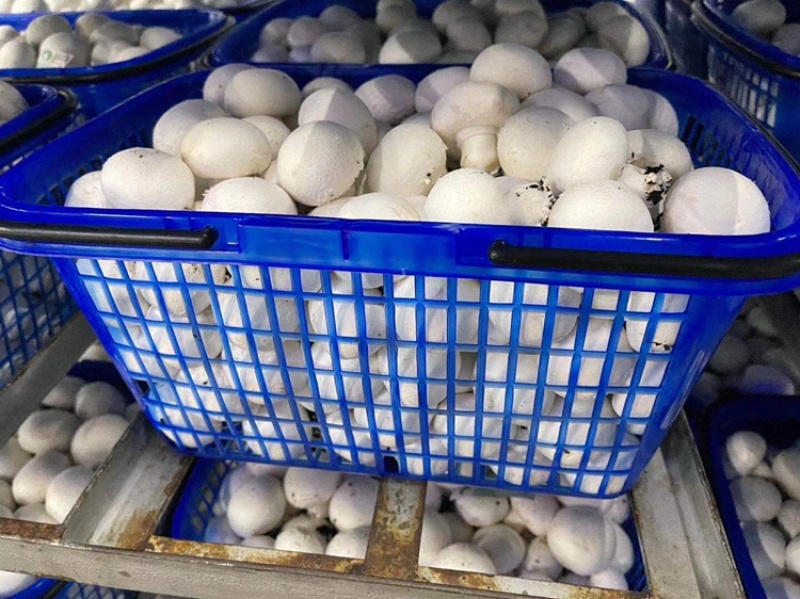 工厂蘑菇特价厂家直销
