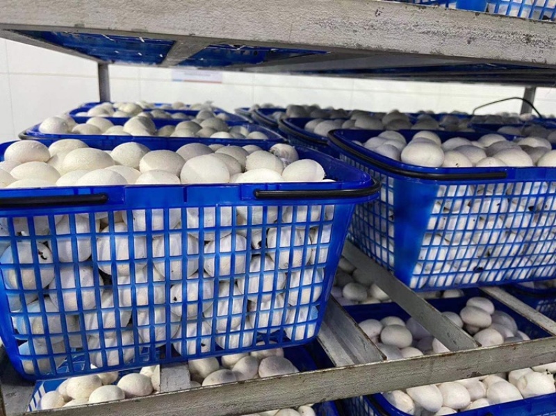 工厂蘑菇特价厂家直销