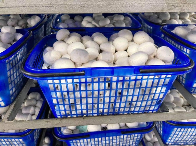 工厂蘑菇特价厂家直销