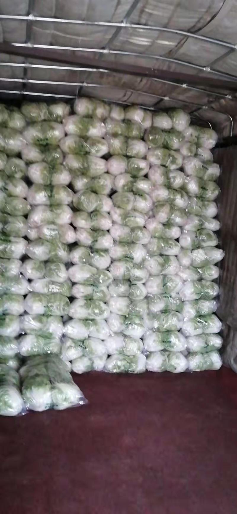 大白菜，青叶圆棵，新乡小包，欢迎来电咨询采购