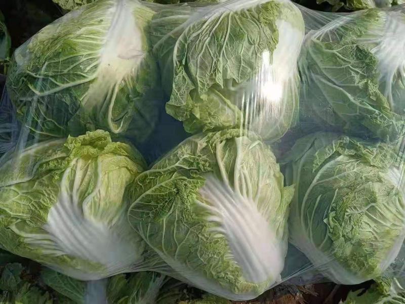 大白菜，青叶圆棵，新乡小包，欢迎来电咨询采购
