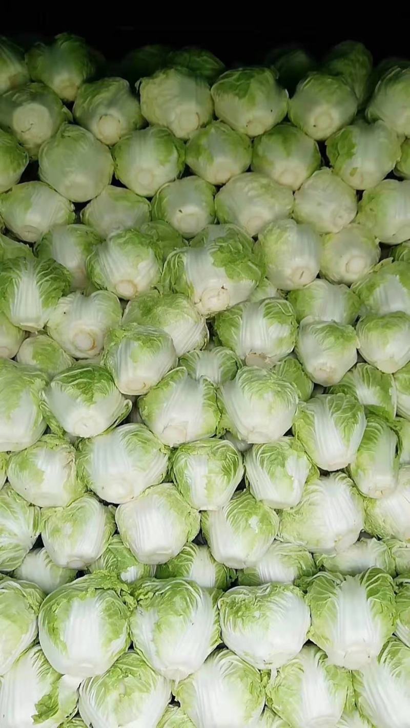 大白菜，青叶圆棵，新乡小包，欢迎来电咨询采购