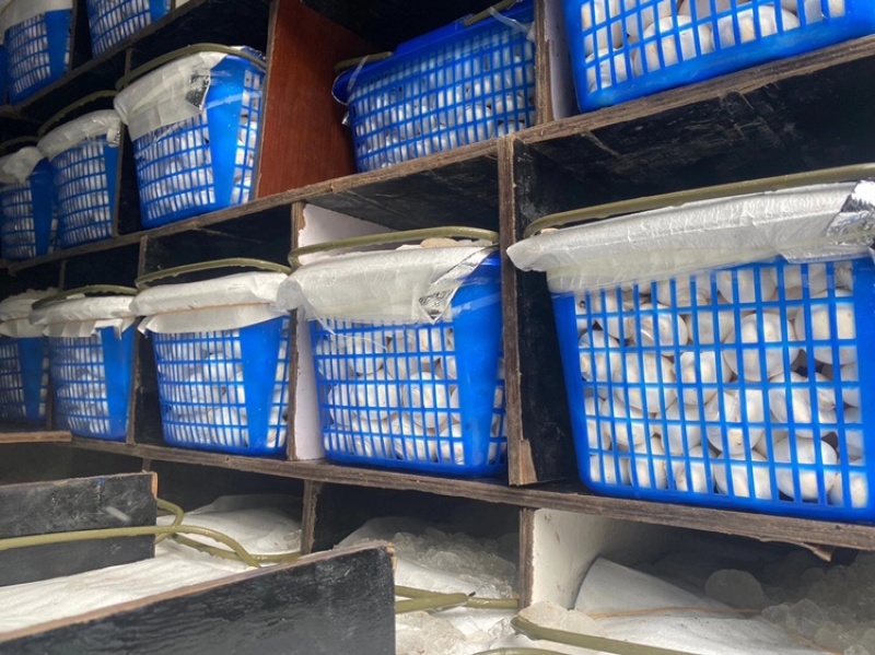 蘑菇特价处理价格实惠