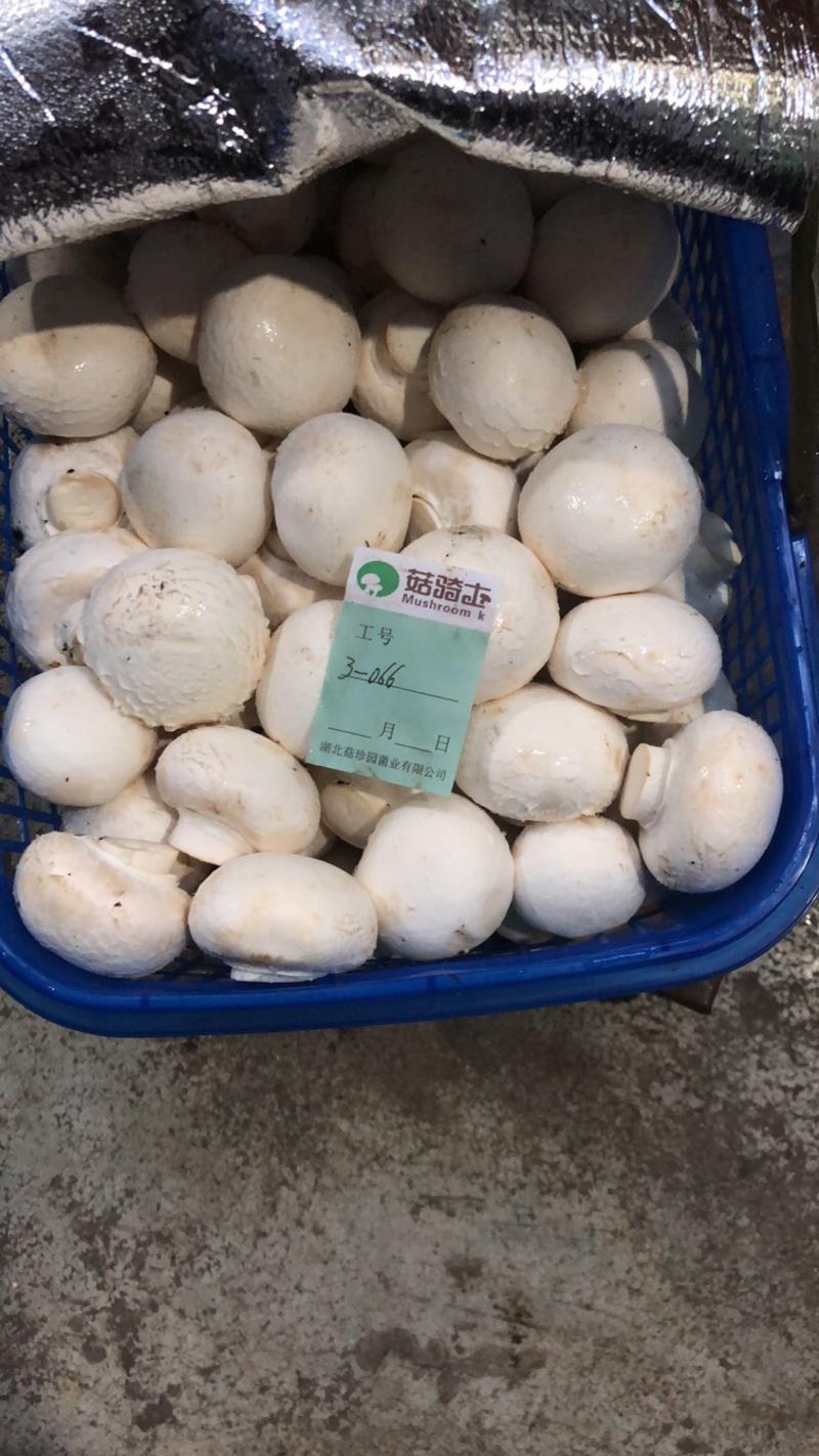 蘑菇特价处理价格实惠