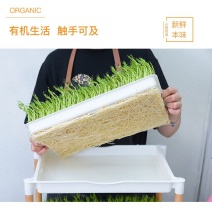 吃的是健康，关键是自己种的从头看到尾看着它的生长