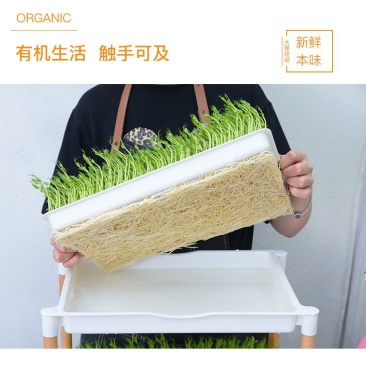 吃的是健康，关键是自己种的从头看到尾看着它的生长