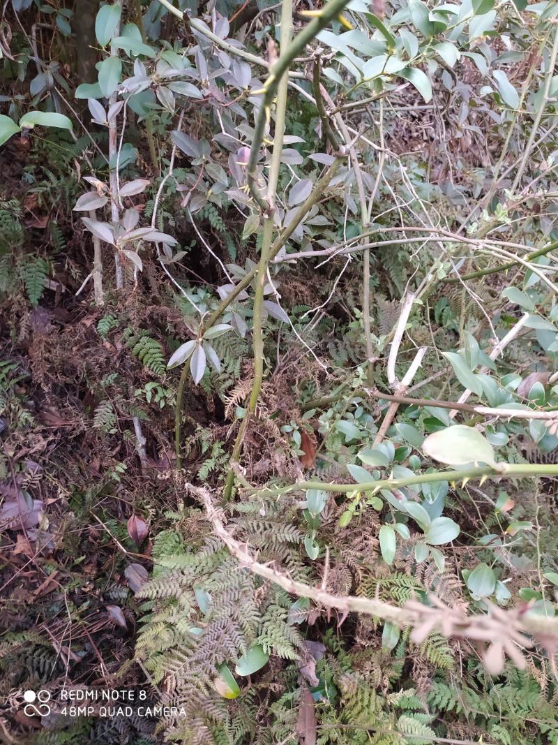 贵州毕节古夜郎大地野生中药材拔葜金刚藤下单现采