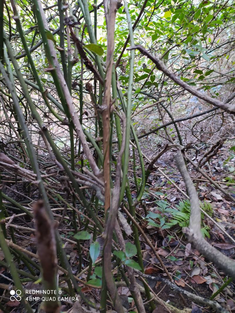 贵州毕节古夜郎大地野生中药材拔葜金刚藤下单现采