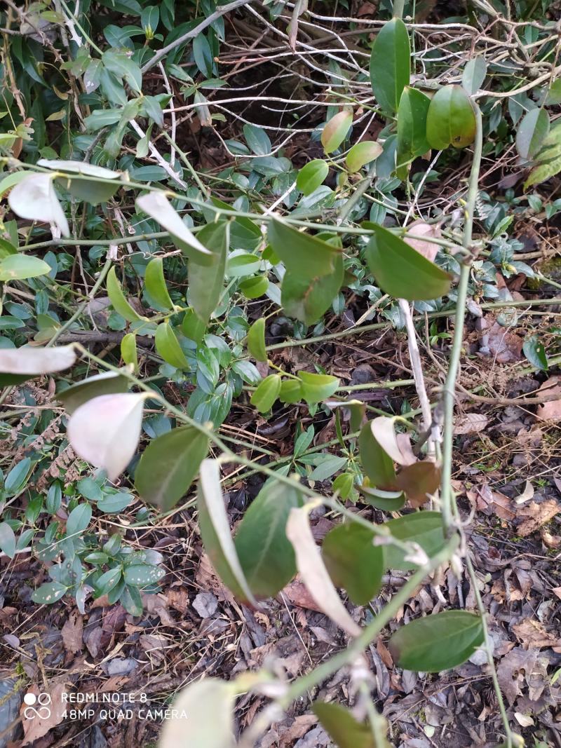 贵州毕节古夜郎大地野生中药材拔葜金刚藤下单现采