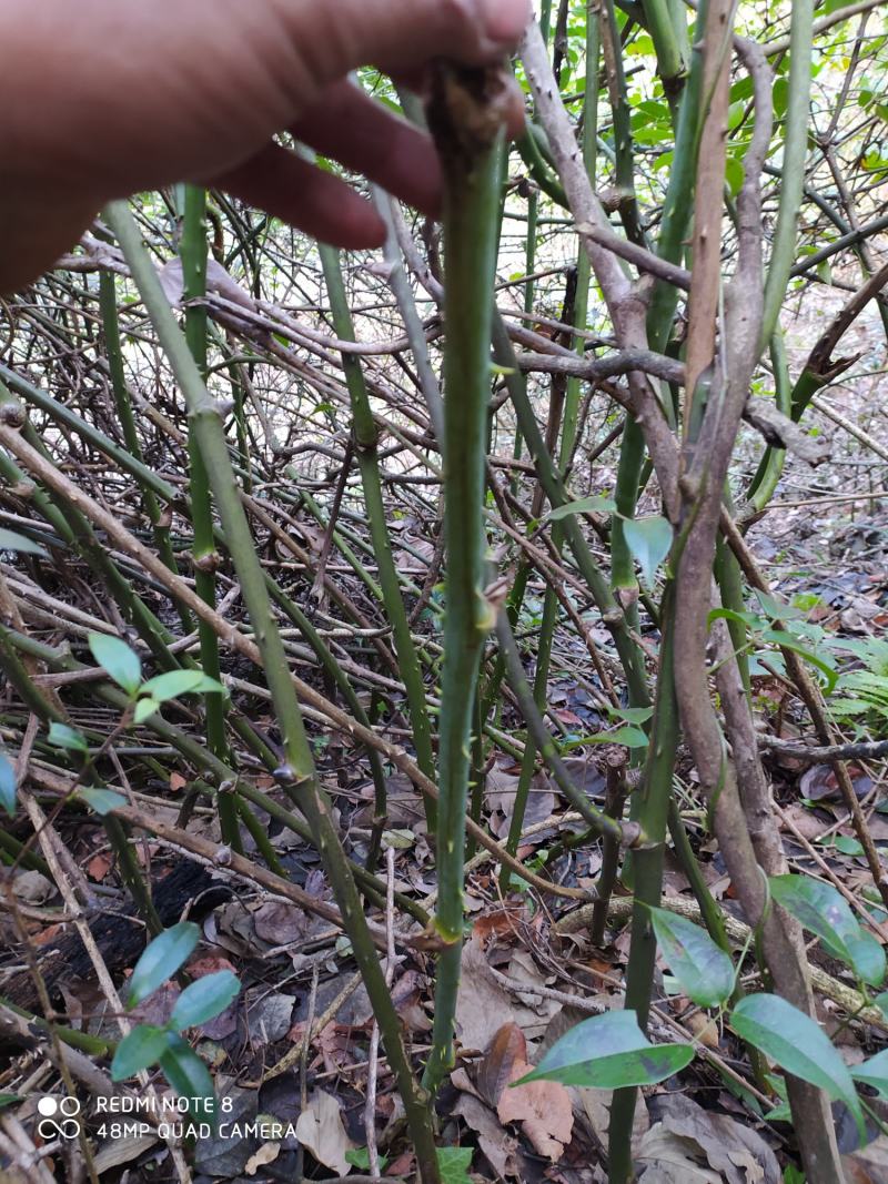 贵州毕节古夜郎大地野生中药材拔葜金刚藤下单现采