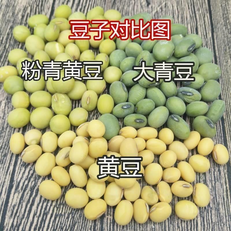 黄豆粉青黄豆大青豆颗粒均匀做豆腐打豆浆发豆芽浆水好全国发