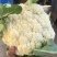花菜大量供应渠道、小米青梗有机散花、大量供应平台